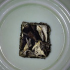 Experimental-Pressing Yue Guang Bai from Verdant Tea (Special)