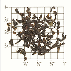 Kairbetta Estate Nilgiri BOP CL/CH (TN82) from Upton Tea Imports