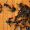 Gold Phoenix - Oolong Tea from DuvalTea