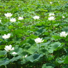 Lotus Leaf from Hankook Tea