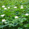 Lotus Leaf from Hankook Tea