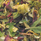 Fire and Ice from Remedy Teas