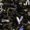 Lady Lavender from The Tea Spot