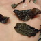 Pearl Single Leafe Tea-Gaba Oolong from Physique: Body of Tea