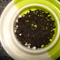 Lapsang Souchong Black from Cuppa'T Specialty Teas
