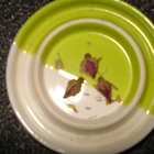 Organic Rose Buds from Cuppa'T Specialty Teas