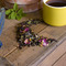 Organic Gertie's Garden from Divinitea