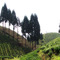 Strawberry Fields Forever from Adagio Teas
