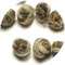 Panda Pearls from Angelina's Teas