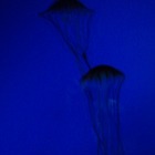 Jellyfish Blues from Custom-Adagio Teas