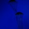 Jellyfish Blues from Custom-Adagio Teas