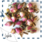 All Things Nice from Bluebird Tea Co.