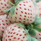 Pineberry Honeybush from 52teas