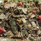 Tranquil Dream from Tealux