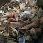 sow mee white tea from didn't have a company name