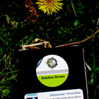 Midsummer Moonshine from Solstice Brews