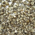 Certified Organic Jasmine Pearl Green Tea from JAS eTea