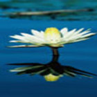 Namaste from Custom-Adagio Teas