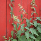 Vermont Herbal Organic Stinging Nettle Tea from Vermont Herbals