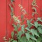 Vermont Herbal Organic Stinging Nettle Tea from Vermont Herbals