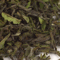 TD59: Steinthal Estate SFTGFOP1 First Flush (DJ-5) Organic from Upton Tea Imports