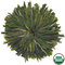 Green Peony Rosette from Rishi Tea