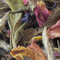 Harmony from Remedy Teas