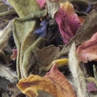 Harmony from Remedy Tea