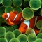 The Clown Fish from Custom-Adagio Teas