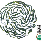 Jade Cloud (aka Green Jade) from Rishi Tea
