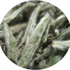 Organic Royal Silver Needle from The Tea House