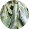 Organic Long Jing from The Tea House