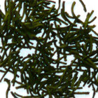 Gyokuro from Apollo Tea
