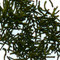 Gyokuro from Apollo Tea