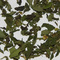 Peppermint from Apollo Tea