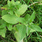 Wild Mint from Gold Creek