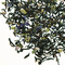 Blueberry Bush from Teaopia