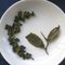 2008 Dong Pian - Si Ji Chun from Tea Masters Blog
