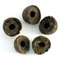 Sweet Green Tuocha Pu-Erh from Ito En