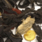 Decaffeinated Chai Agni from Upton Tea Imports