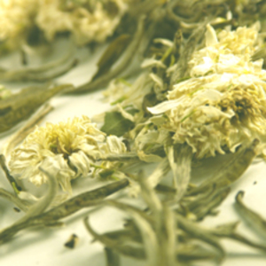 Chrysanthemum Silver Needle from Teas Etc