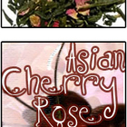 Asian Cherry Rose from The Ivy Keep