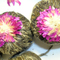 Lychee Blossom (Rare Tea Collection) from The Republic of Tea