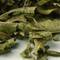 Lemon Verbena from Teas Etc