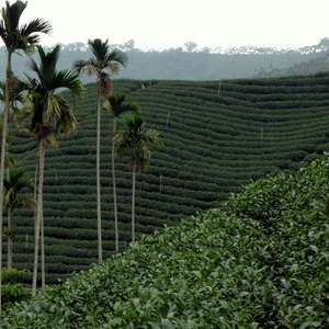 Ooo-Ooo-Ooolong from Adagio Teas