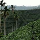 Ooo-Ooo-Ooolong from Adagio Teas