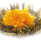 Guilded Lotus from Primula Tea