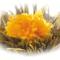 Guilded Lotus from Primula Tea
