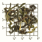 Arya Estate Early Flush FTGOP1 Ex1 from Upton Tea Imports