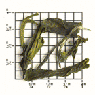 TT95: Formosa Special White Tea from Upton Tea Imports